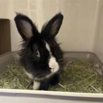 Alex Lee Stevens -  Lionhead Rabbit for Adoption in Hilliard, Ohio - Alex Lee Stevens | PetCurious