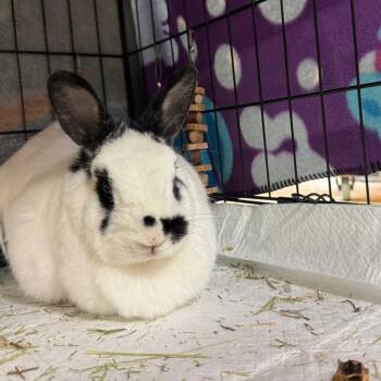 Snowball -  Polish Rabbit for Adoption in York, Pennsylvania - Snowball | PetCurious