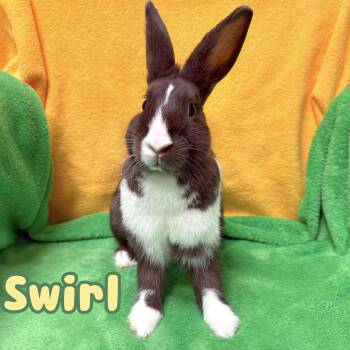 Dutch Rabbits Available for Adoption in Roseville, California - Swirl | PetCurious