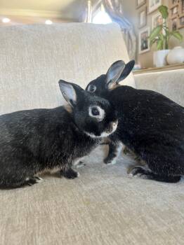 Rescue Silver Marten Rabbits for Adoption in Los Angeles, California - Charlie Brown & Peppermint Patty | PetCurious