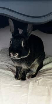 Jukl -  Britannia Petite Rabbit for Adoption in Lakeville, Minnesota - Jukl | PetCurious