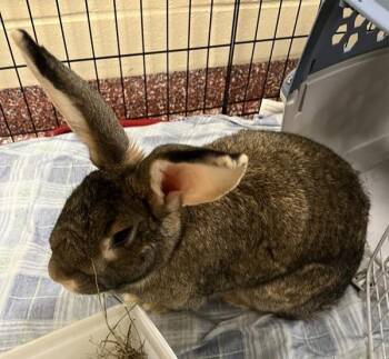 Flemish Giant Rabbits Available for Adoption in Stratham, New Hampshire - Hunny Bunny | PetCurious