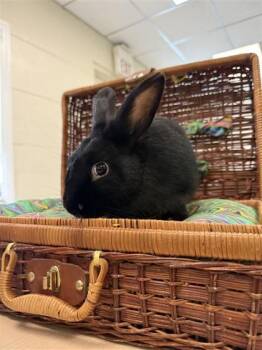 Poncho -  American Rabbit for Adoption in Largo, Florida - Poncho | PetCurious
