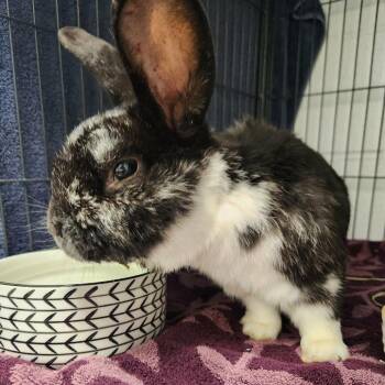 American Rabbits Available for Adoption in Hampton Bays, New York - Archer | PetCurious