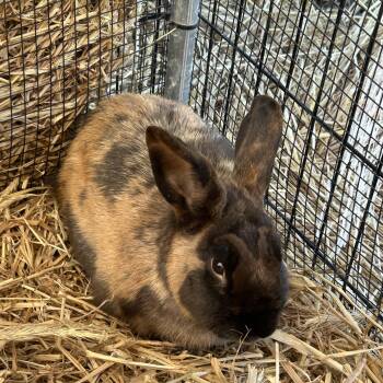 Harlequin Rabbits Available for Adoption - Donald | PetCurious