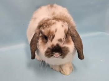 Porter -  Holland Lop Rabbit for Adoption in Woodbury, Minnesota - Porter | PetCurious