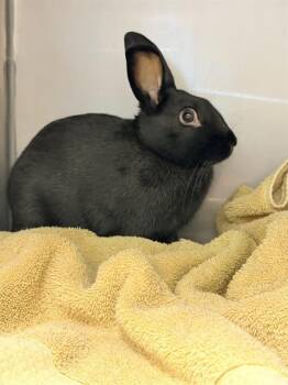 BUGGS -  Bunny Rabbit Rabbit for Adoption in Santa Cruz, California - BUGGS | PetCurious