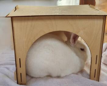 Jared -  New Zealand Rabbit for Adoption in Westford, Massachusetts - Jared | PetCurious