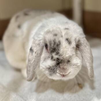 Jorge -  American Fuzzy Lop Rabbit for Adoption in Richmond, California - Jorge | PetCurious