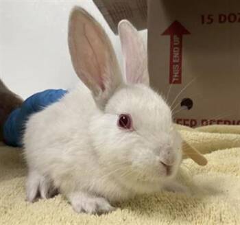 LOLLY -  Bunny Rabbit Rabbit for Adoption in Camarillo, California - LOLLY | PetCurious