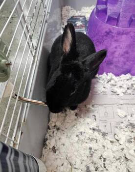 American Rabbits Available for Adoption - Judy (McKinley) | PetCurious
