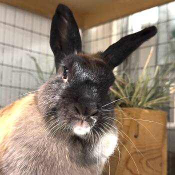 Rescue Bunny Rabbit Rabbits for Adoption in Mill Valley, California - Bonnie | PetCurious