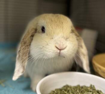 Roger (mcas) -  Holland Lop Rabbit for Adoption in Troutdale, Oregon - Roger (mcas) | PetCurious