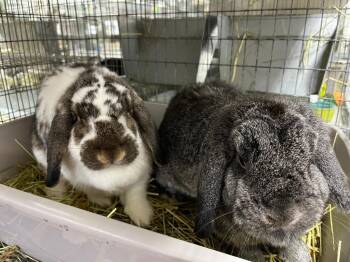 Muffin / Bonnie -  Mini Lop Rabbit for Adoption in Pflugerville, Texas - Muffin / Bonnie | PetCurious