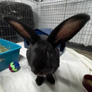 Romeo -  Flemish Giant Rabbit for Adoption in San Diego, California - Romeo | PetCurious