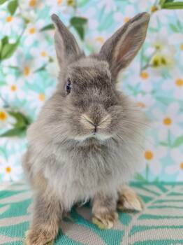 Lionhead Rabbits Available for Adoption in Long Beach, California - Dusty | PetCurious