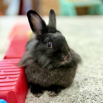 Rescue Lionhead and Netherland Dwarf Rabbits for Adoption in Kalamazoo, Michigan - Lady Di | PetCurious