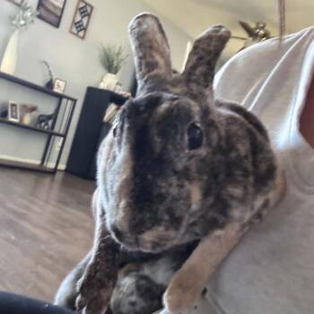 Cocoa -  Bunny Rabbit Rabbit for Adoption in West Olive, Michigan - Cocoa | PetCurious