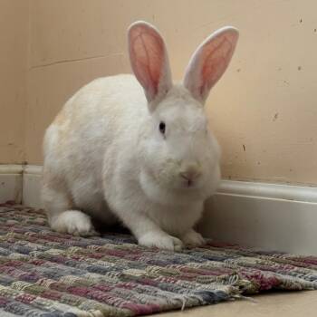 Morticia -  Bunny Rabbit Rabbit for Adoption in Richmond, California - Morticia | PetCurious