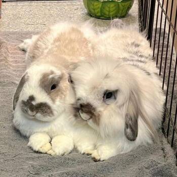 Gus & Simba -  Lionhead Rabbit for Adoption in Montclair, California - Gus & Simba | PetCurious