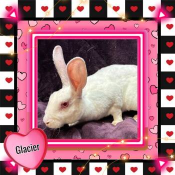 Mini Rex Rabbits Available for Adoption - Glacier | PetCurious