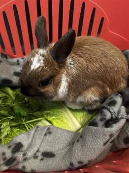 Bunny Rabbit Rabbits Available for Adoption in Montreal, Quebec - Biscoff | PetCurious