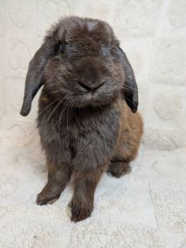 Chestnut -  Lop Eared Rabbit for Adoption in Lake Elsinore, California - Chestnut | PetCurious