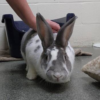 Sakura -  Checkered Giant Rabbit for Adoption in Walker, Michigan - Sakura | PetCurious