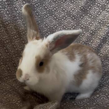 Honey Bunny -  Bunny Rabbit Rabbit for Adoption in Gansevoort, New York - Honey Bunny | PetCurious