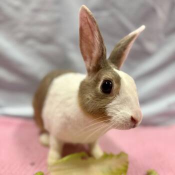 American Rabbits Available for Adoption - Rosie Cotton | PetCurious