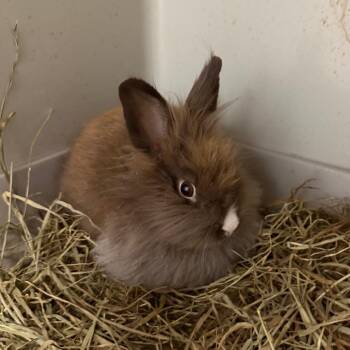 Cappuccino -  Lionhead Rabbit for Adoption in Kennesaw, Georgia - Cappuccino | PetCurious