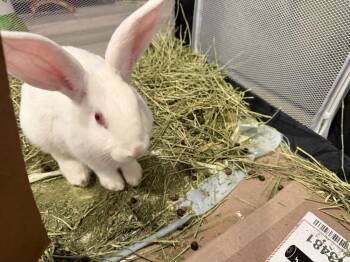 Californian Rabbits Available for Adoption - 11 Buns Rescued From A Meat Farm!  | PetCurious