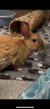 Rescue Bunny Rabbit Rabbits for Adoption in Montclair, California - Frankie | PetCurious