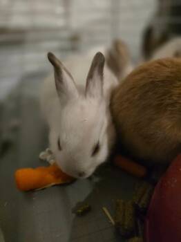 Brew -  American Rabbit for Adoption in Cincinnati, Ohio - Brew | PetCurious