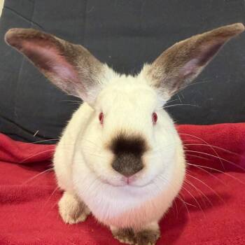 Blueberry -  Californian Rabbit for Adoption in Baltimore, Maryland - Blueberry | PetCurious