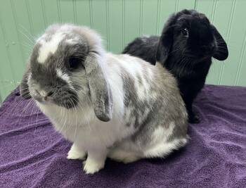 Lop Eared Rabbits Available for Adoption in Harrisburg, Pennsylvania - Bell And Bow | PetCurious