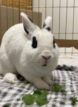 Rescue Dwarf Eared Rabbits for Adoption in Livermore, California - Adelita | PetCurious