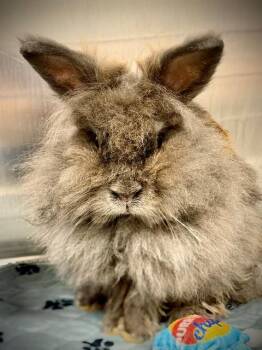 Cinnabun (53719) -  Jersey Wooly Rabbit for Adoption in Columbia, Maryland - Cinnabun (53719) | PetCurious