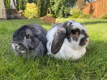 Mini Lop Rabbits Available for Adoption - Butterscotch & Violet | PetCurious
