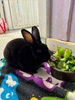 Jolene -  Rex Rabbit for Adoption in Crystal Lake, Illinois - Jolene | PetCurious