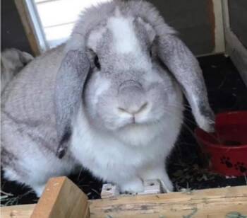 Rescue Holland Lop Rabbits for Adoption in Ferndale, Washington - Poppy And Willow (COURTESY LISTING) | PetCurious