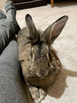 Lionhead Rabbits Available for Adoption - Mr Wallace | PetCurious
