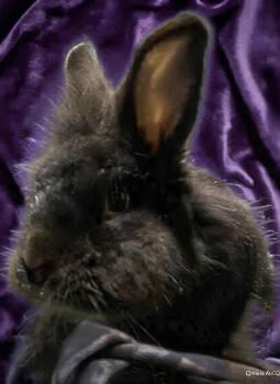 Rescue Lionhead Rabbits for Adoption in Dallas, Pennsylvania - Ebony | PetCurious