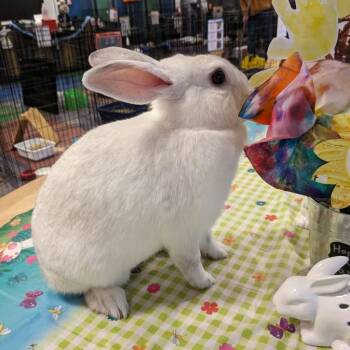 McKenzie -  Lionhead and Mixed Breed Rabbit for Adoption in Gansevoort, New York - McKenzie | PetCurious