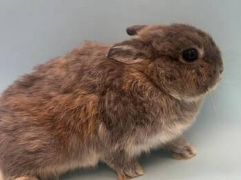 Cricket -  Dwarf Rabbit for Adoption in Woodbury, Minnesota - Cricket | PetCurious