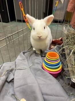 Almond -  Bunny Rabbit Rabbit for Adoption in Lowell, Massachusetts - Almond | PetCurious