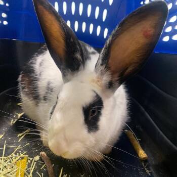 Rescue American Fuzzy Lop Rabbits for Adoption in Chattanooga, Tennessee - Janice Hoplin | PetCurious