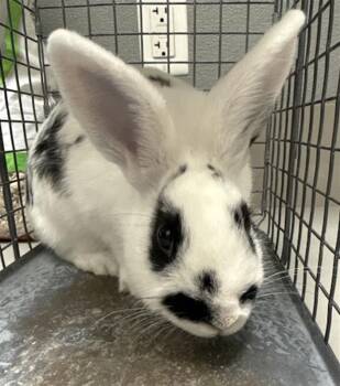 STOMP -  Bunny Rabbit Rabbit for Adoption in Las Vegas, Nevada - STOMP | PetCurious