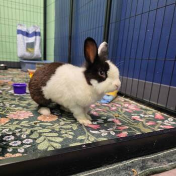 Larry -  Dutch Rabbit for Adoption in The Woodlands, Texas - Larry | PetCurious