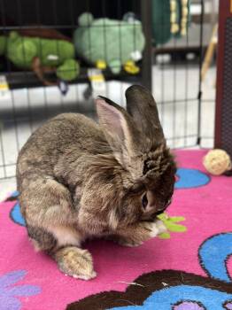 Zara -  Lionhead Rabbit for Adoption in San Tan Valley, Arizona - Zara | PetCurious